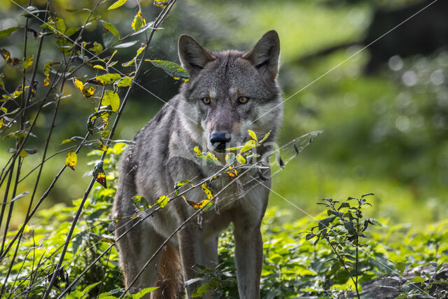 Eurasian wolf (Canis lupus lupus)