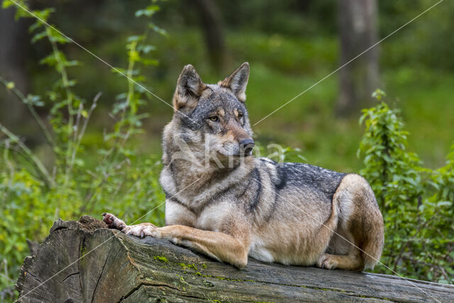 Europese wolf (Canis lupus lupus)