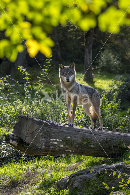 Eurasian wolf (Canis lupus lupus)