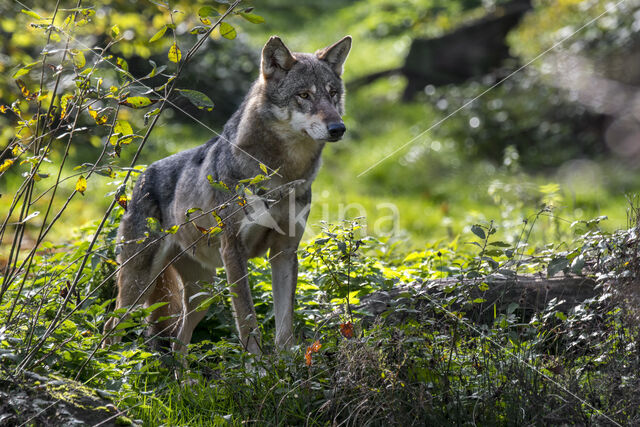 Europese wolf (Canis lupus lupus)