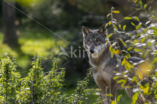 Eurasian wolf (Canis lupus lupus)