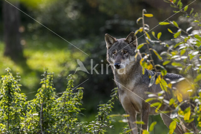 Europese wolf (Canis lupus lupus)