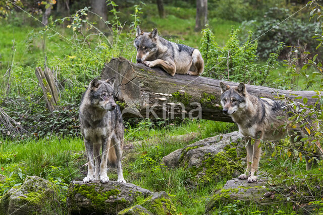 Eurasian wolf (Canis lupus lupus)