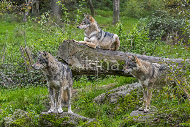 Eurasian wolf (Canis lupus lupus)