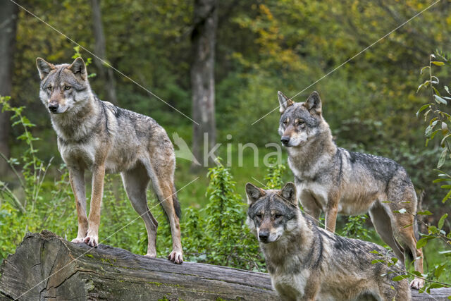 Eurasian wolf (Canis lupus lupus)