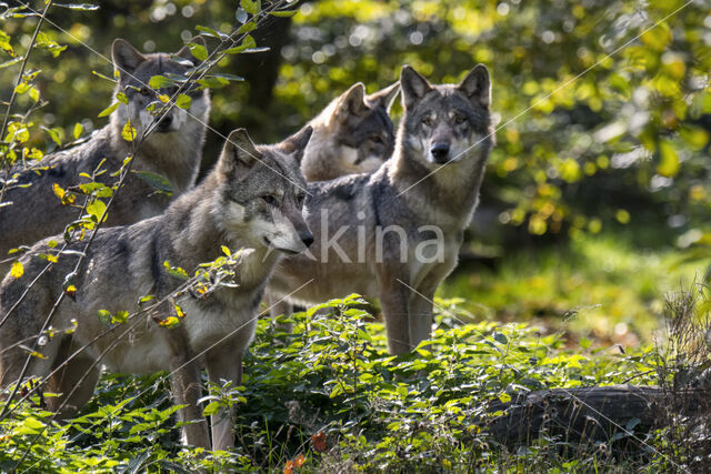 Europese wolf (Canis lupus lupus)