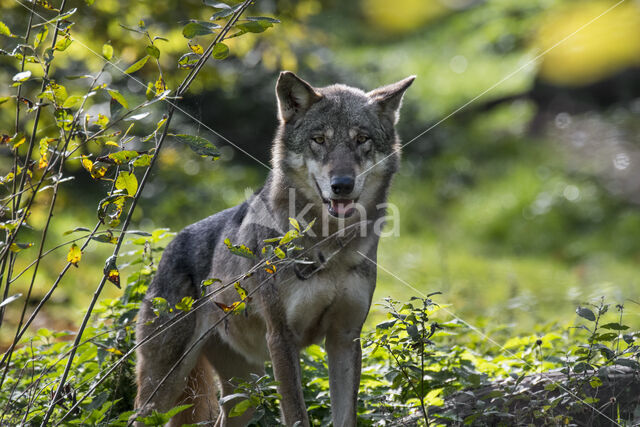 Europese wolf (Canis lupus lupus)