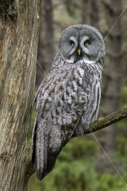 Great Grey Owl (Strix nebulosa)