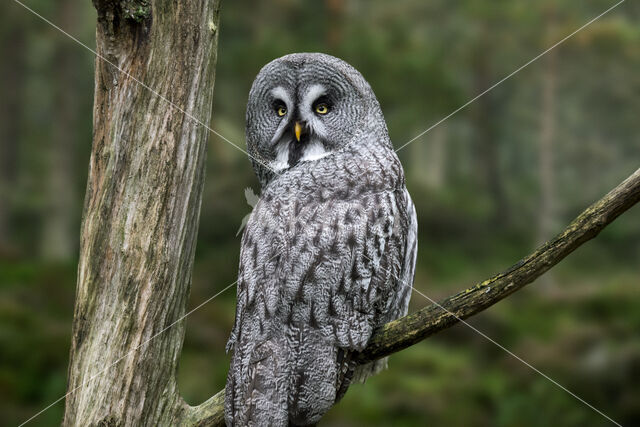 Great Grey Owl (Strix nebulosa)