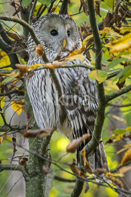 Ural Owl (Strix uralensis)