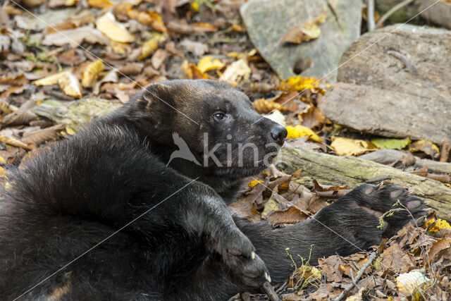 Wolverine (Gulo gulo)