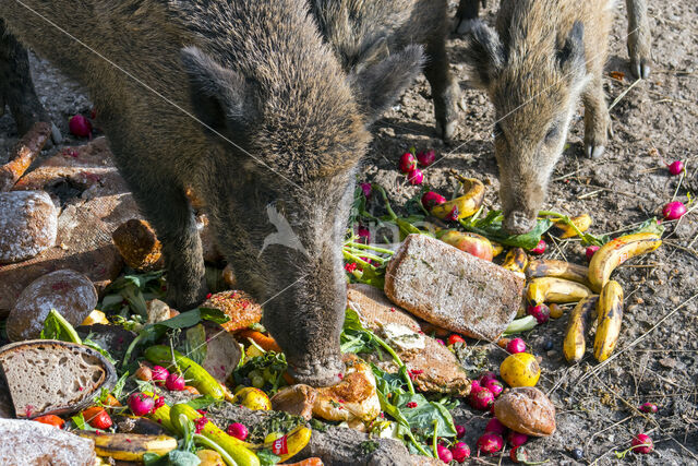 Wild Boar (Sus scrofa)