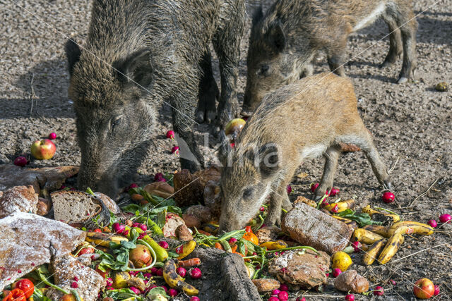 Wild Boar (Sus scrofa)