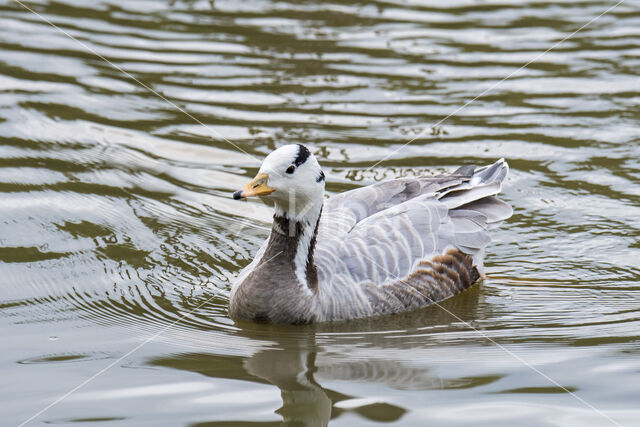 Bar-headed Goose (Anser indicus)