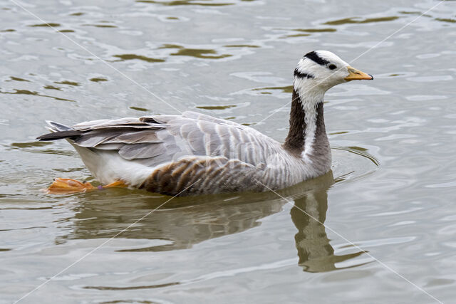 Bar-headed Goose (Anser indicus)