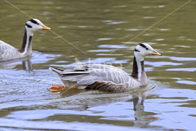 Bar-headed Goose (Anser indicus)