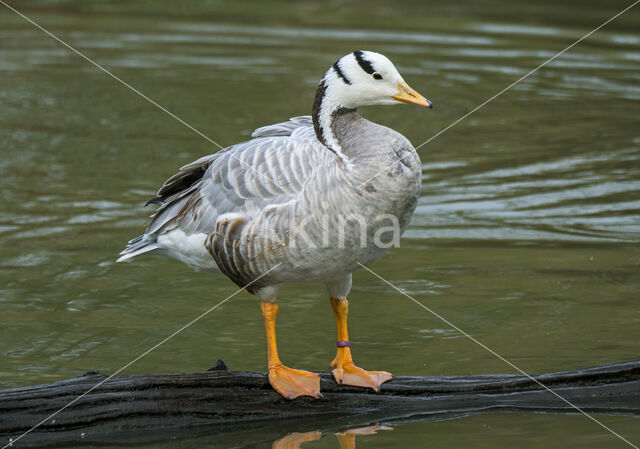 Bar-headed Goose (Anser indicus)