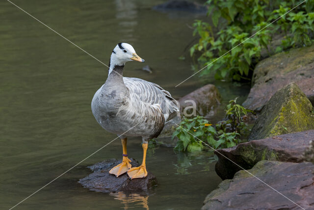 Bar-headed Goose (Anser indicus)