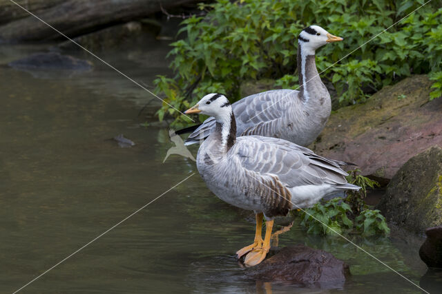 Bar-headed Goose (Anser indicus)