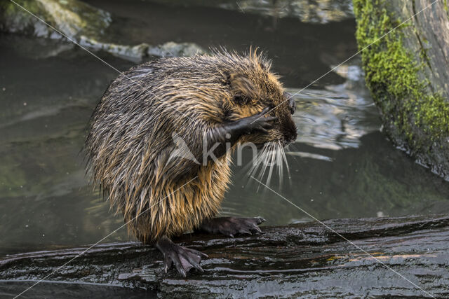 Beverrat (Myocastor coypus)