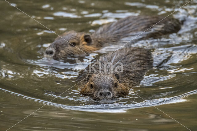 Beverrat (Myocastor coypus)