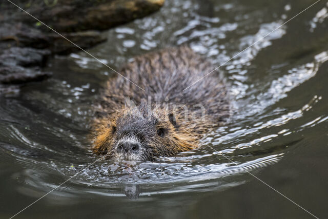 Beverrat (Myocastor coypus)