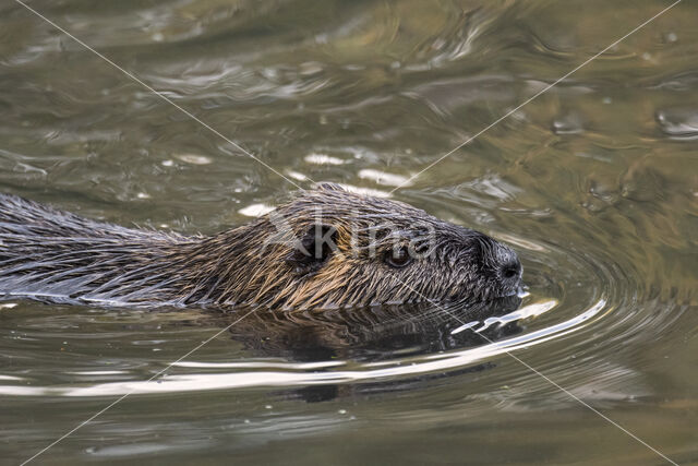 Beverrat (Myocastor coypus)