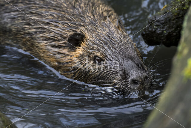 Beverrat (Myocastor coypus)