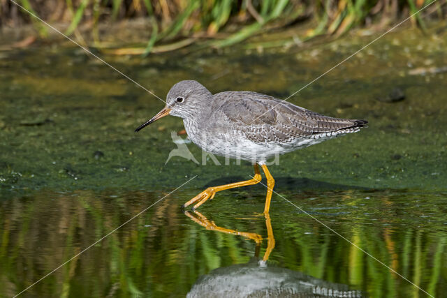 Common Redshank (Tringa totanus)