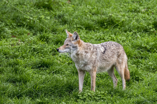 Coyote (Canis latrans)