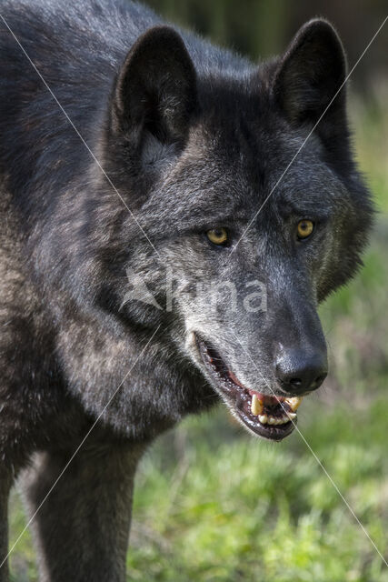 Mackenzie Valley Wolf (Canis lupus occidentalis)