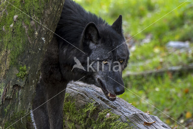 Mackenzie Valley Wolf (Canis lupus occidentalis)