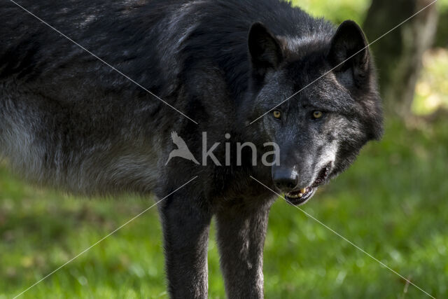 Mackenzie Valley Wolf (Canis lupus occidentalis)