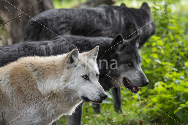 Mackenzie Valley Wolf (Canis lupus occidentalis)