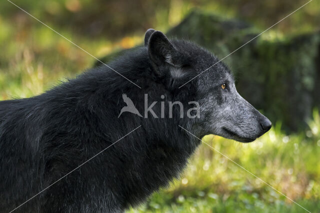 Mackenzie Valley Wolf (Canis lupus occidentalis)