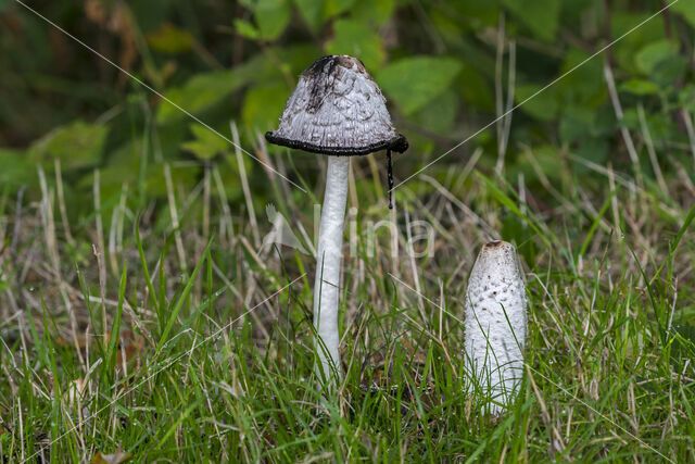 Geschubde inktzwam (Coprinus comatus)