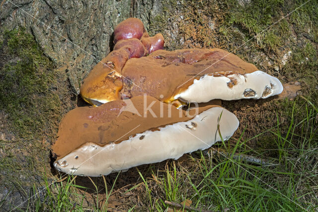 Harslakzwam (Ganoderma resinaceum)