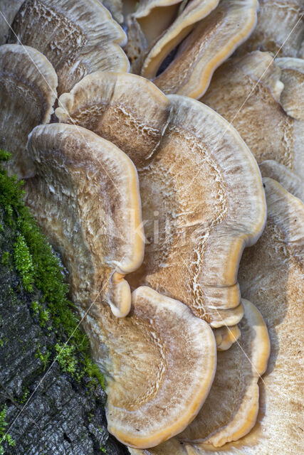 Giant Polypore (Meripilus giganteus)