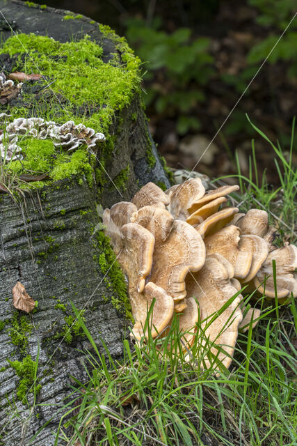 Giant Polypore (Meripilus giganteus)