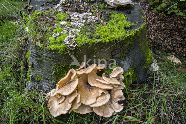 Giant Polypore (Meripilus giganteus)