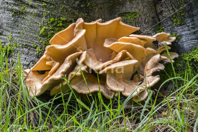 Giant Polypore (Meripilus giganteus)