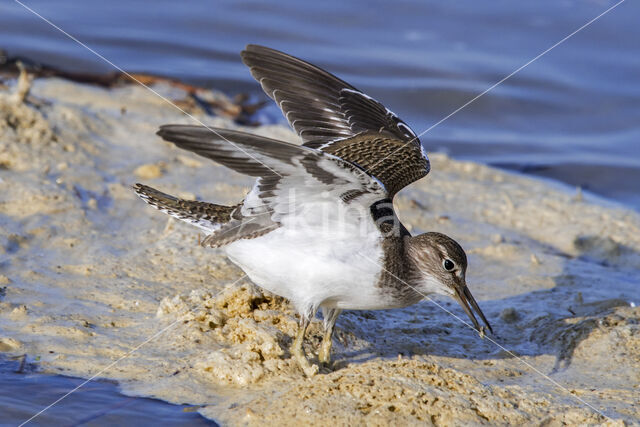 Common Sandpiper (Actitis hypoleucos)