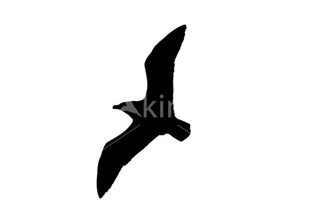 Great Skua (Stercorarius skua)