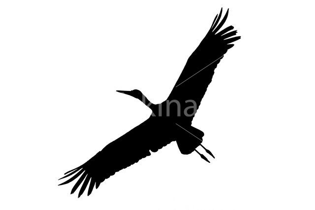 White Stork (Ciconia ciconia)