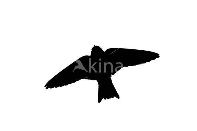 Bank Swallow (Riparia riparia)