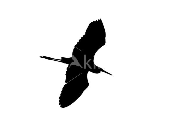 Grote Zilverreiger (Ardea alba)