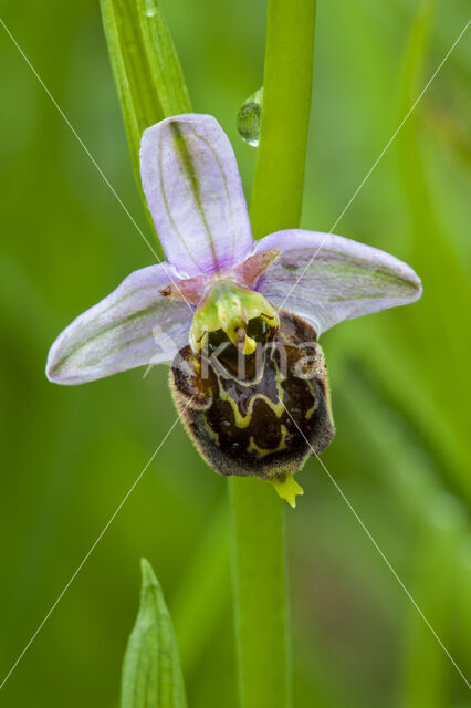 Late Spider Orchid (Ophrys holoserica