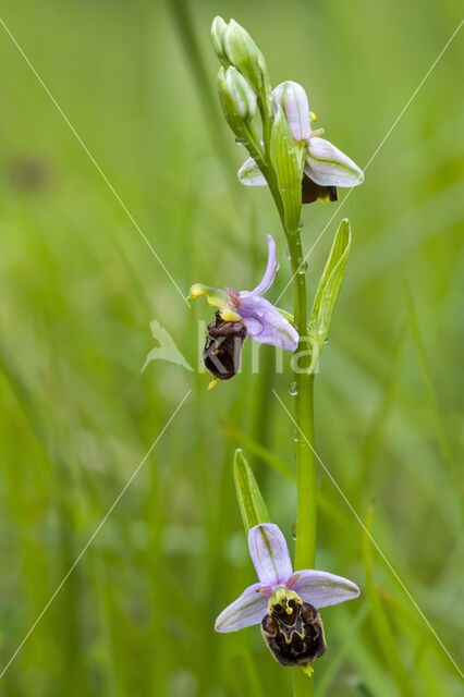 Late Spider Orchid (Ophrys holoserica