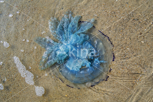 Jellyfish (Rhizostoma pulmo)