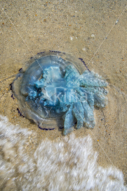 Jellyfish (Rhizostoma pulmo)